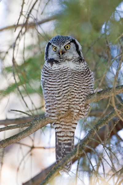 IMG_6805c.jpg - Northern Hawk-Owl (Surnia ulula)
